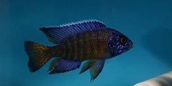 vegas cichlids