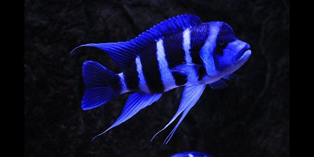 Cyphotilapia Frontosa - Blue Zaire Moba | Vegas Valley ...