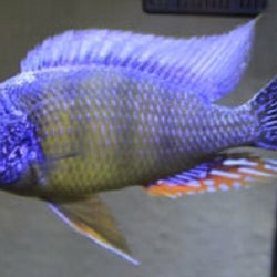 vegas cichlids