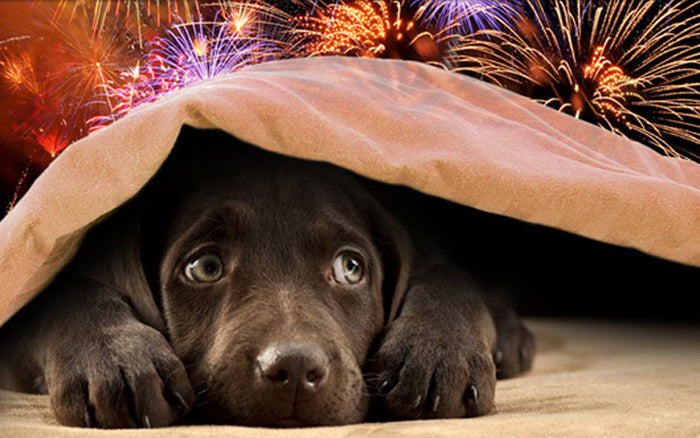 SÅDAN får bedst hunden igennem nytårsaften – DogCoach