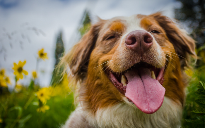 5 tips til at passe på din hund i –