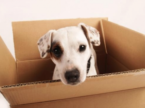 Fra lære kompression 10 gode råd hvis du og din hund skal flytte – DogCoach