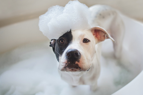 tilskadekomne mekanisk maksimum Hvor ofte skal hunde i bad? – DogCoach