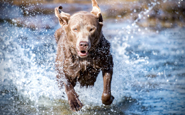 angst Uændret arv 5 råd når hunden skal bade – DogCoach