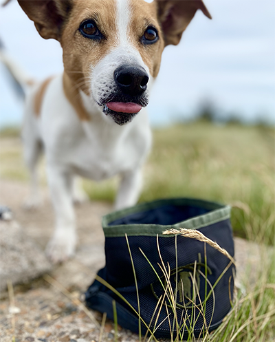 Kommunist bakke udvide Hvor meget drikker en hund dagligt? – DogCoach