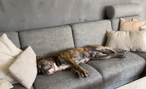 Sprede Quilt Uændret Kan man have rengøringsvanvid, når man har hund? – DogCoach