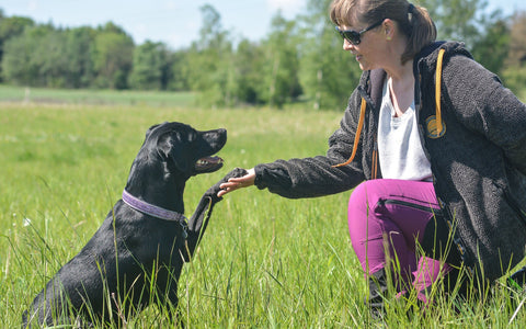 hundetræning