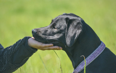 hundetræning