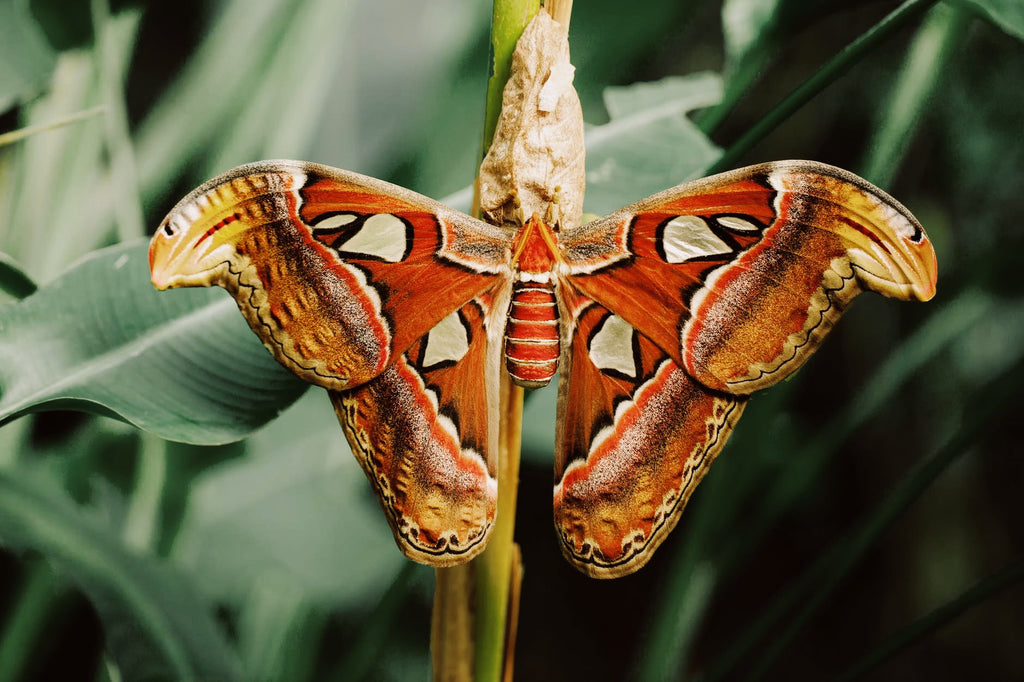 Anne's moth cake – National Moth Week