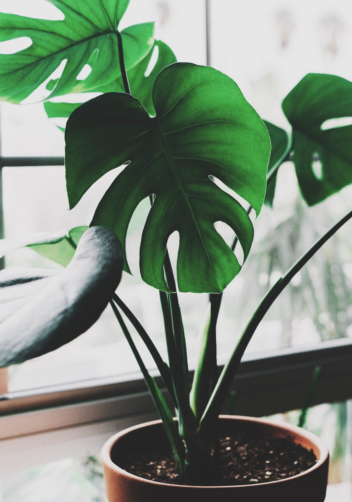 window light, house plant, sunlight, plant guide, care, garden