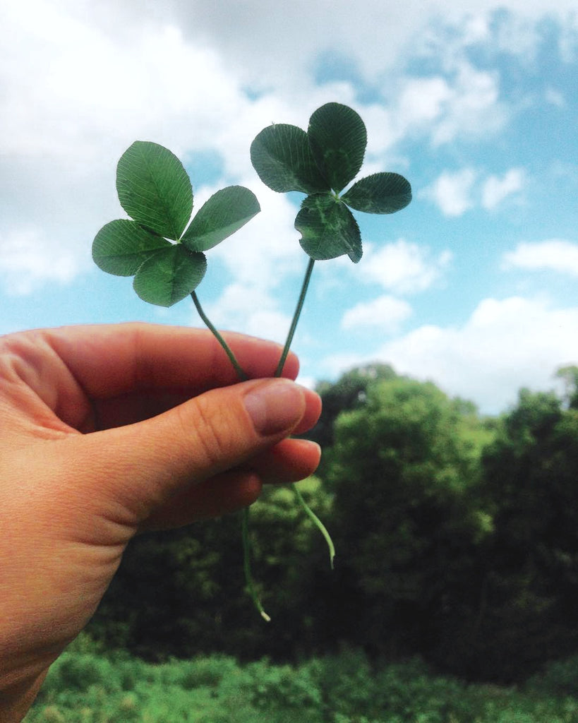 four leaf clover, clover, lucky, luck, irish, saint patrick's day