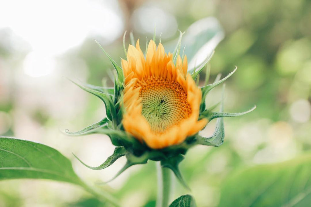 sunflower, flower, yellow, happy, summer, spring, flower farmer, farmer, organic, local, grow, gardener, woman owned, small business