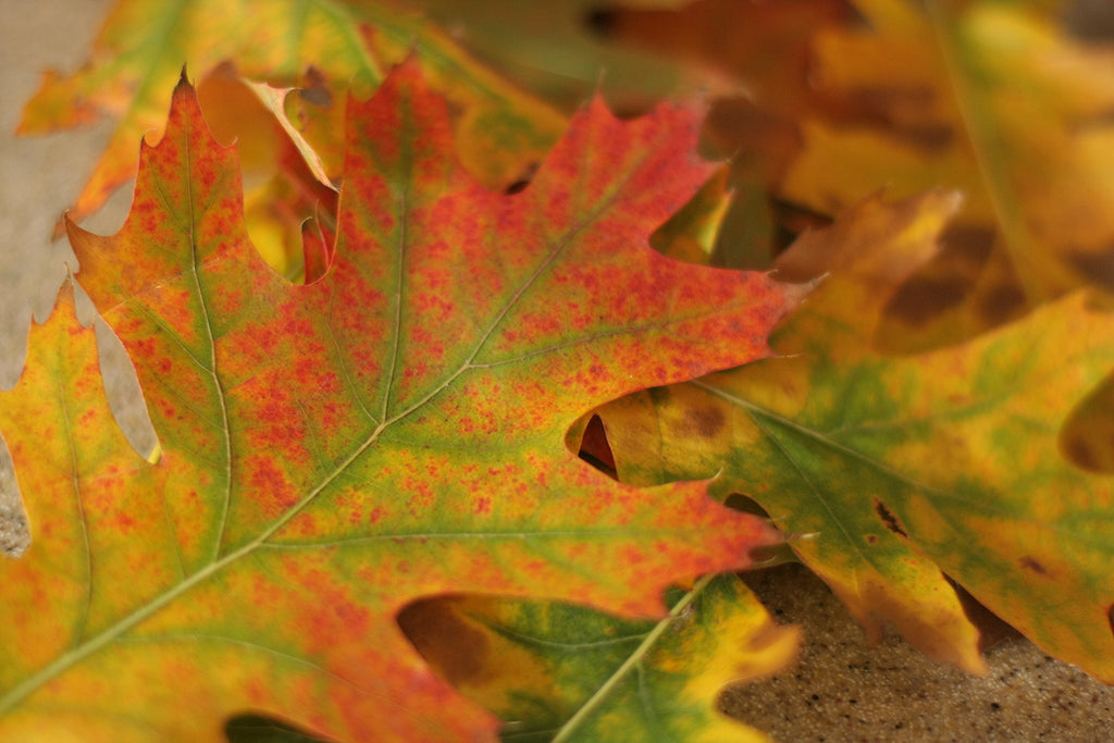 Preserved Fall Oak Leaves in Red - 1 lb Package