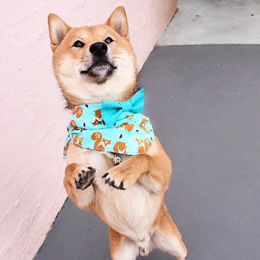 tie on dog bandana