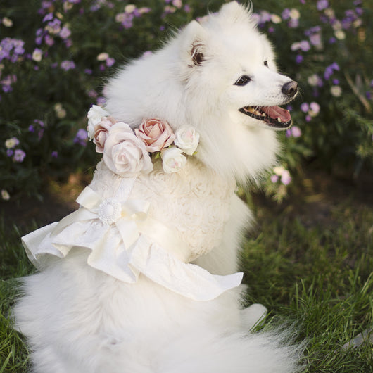 dog flower girl dress