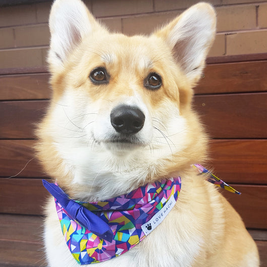 tie on dog bandana