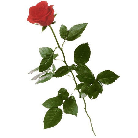 1 rose rouge (Tige longue) – hertigfleurs