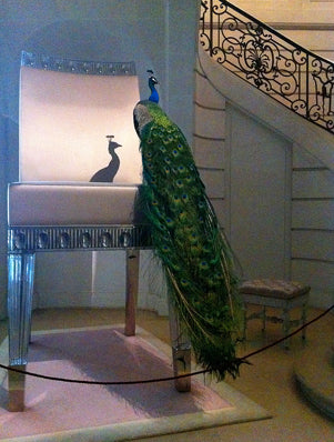 Peacock in Paris.