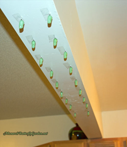 When should you consider rehanging monarch chrysalises and how to safely accomplish this nerve-wracking task- Monarch Chrysalis Problems and Helpful Solutions