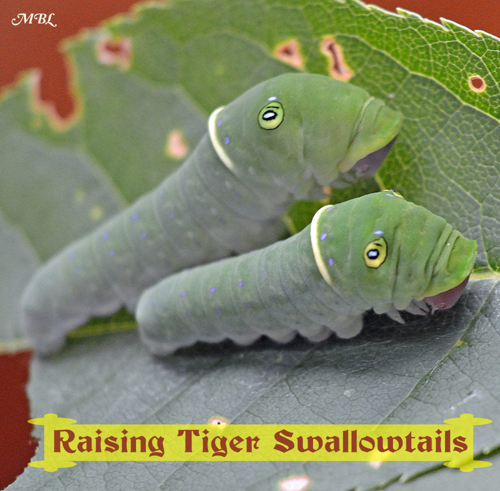 Raising the Eastern Tiger Swallowtail Butterfly- A Butterfly Photo Adventure from Tiger Swallowtail Egg to Butterfly
