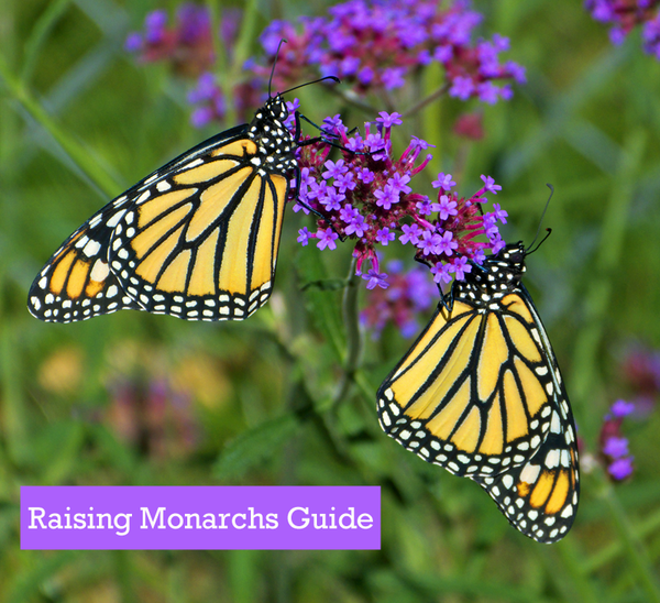 Raising Monarch Butterflies Book