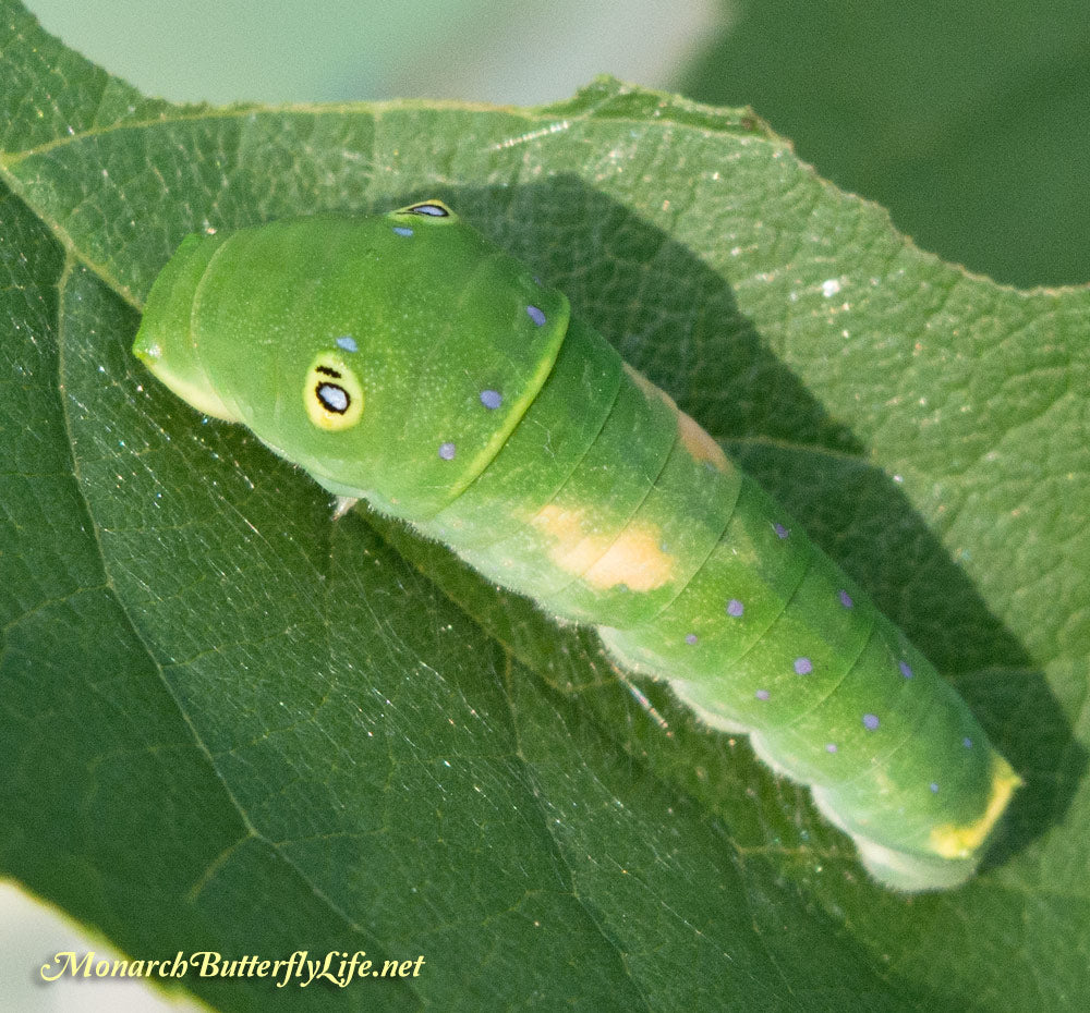 Instar 4 Eastern Tiger Swallowtail Caterpillar- the caterpillar turns green, the false eyes are now fully visible, and the white saddle is starting to disappear...