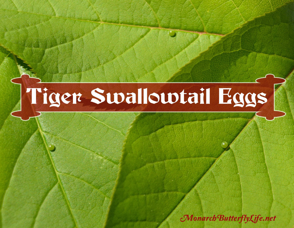 Eastern Tiger Swallowtail Eggs on Chokecherry Leaves