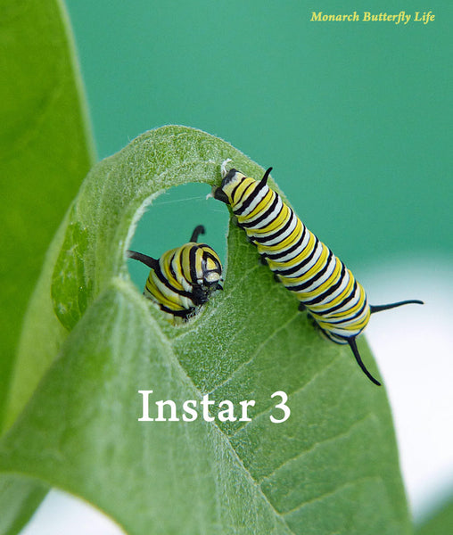 Instar 3 monarch caterpillars eating milkweed