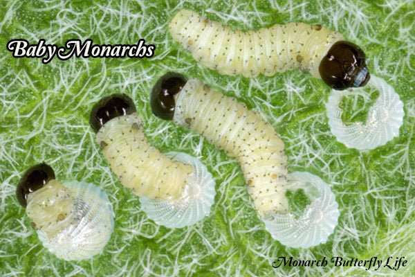 How to keep Baby Monarch Caterpillars Safe from Harm- Raise Monarch Butterflies