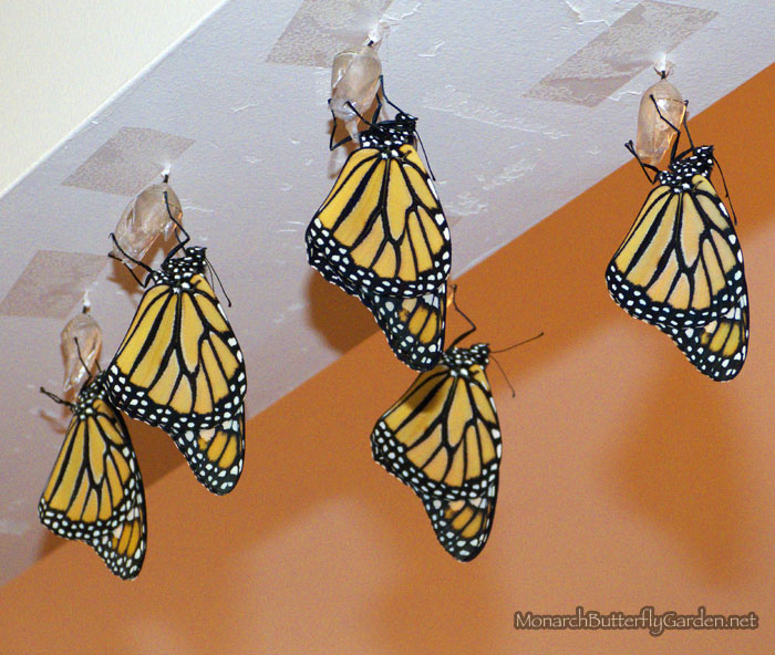 Taped Up Monarch Chrysalides