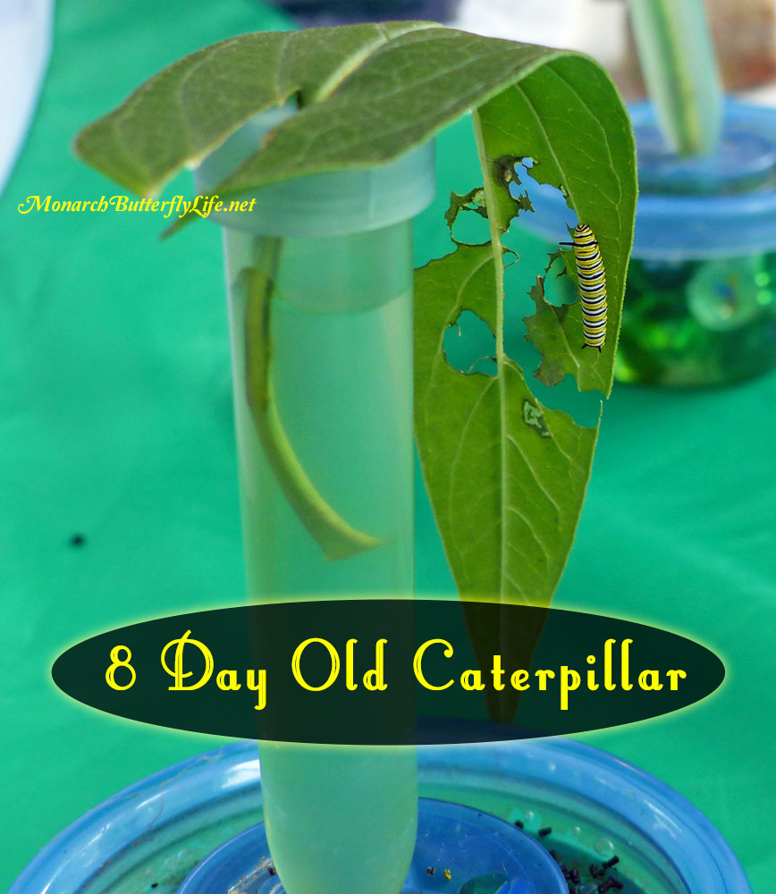 A Single Leaf Cutting can support a monarch from egg to 8 Day Old Caterpillar- Raise The Migration Lessons Learned