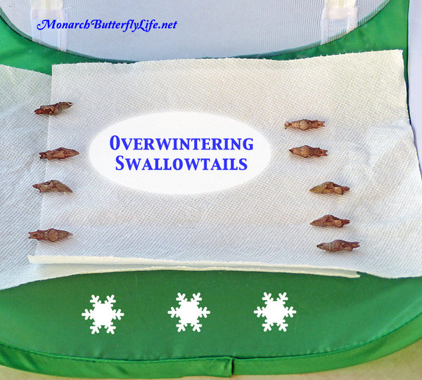 How to overwinter swallowtails in a mesh butterfly cage without rehanging a single swallowtail chrysalis...