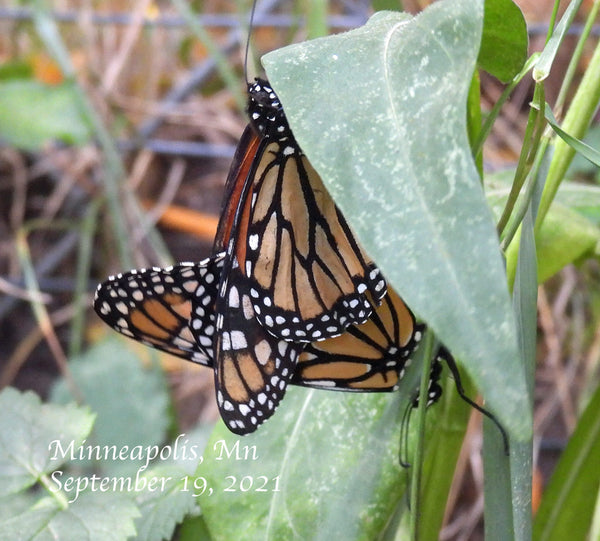 Mating Minnesota Monarchs September