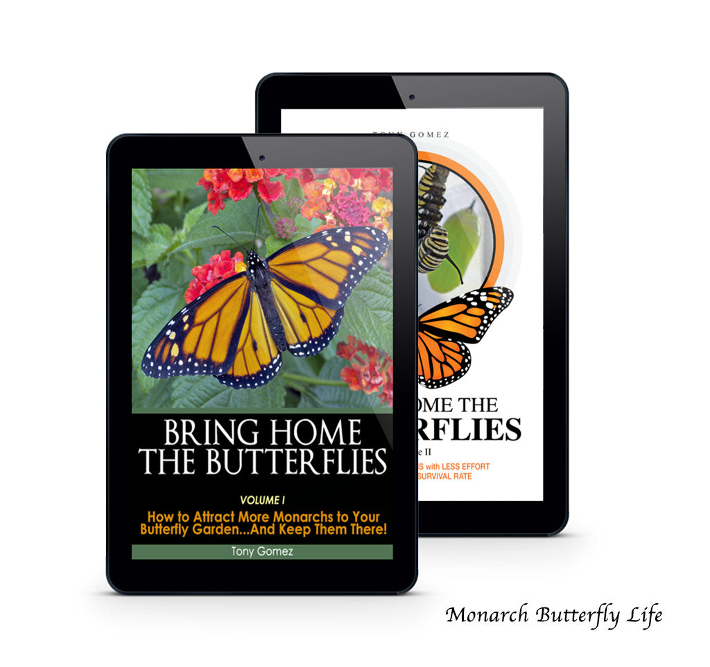 Monarch Butterfly Kit Book Bundle- all the info you need for attracting more monarchs to your garden, raising them from tiny egg through all 4 stages of the butterfly life cycle