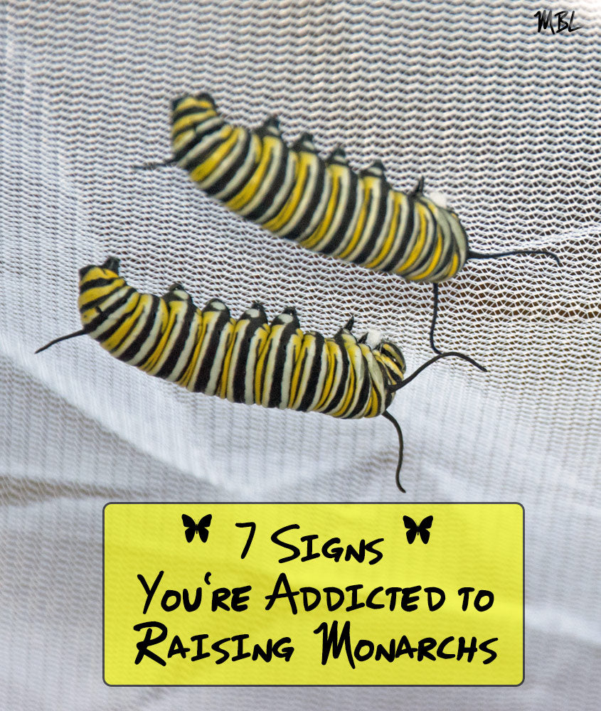 Are you Addicted to Raising Monarch Butterflies? Check the 7 signs and then see how you can get on the path to monarch recovery so raising monarchs is the amazing experience you always intended it to be...