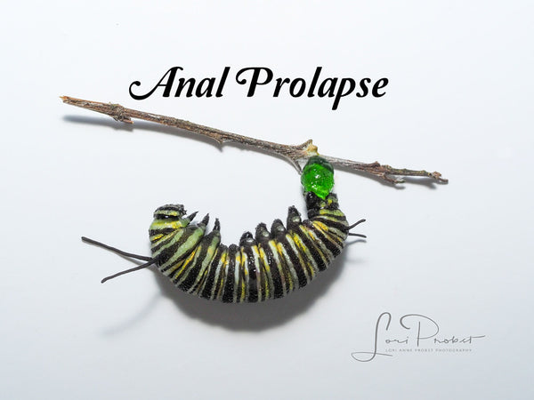 It's not known what causes anal prolapse in monarch caterpillars, but this condition is always fatal to the poor caterpillar.