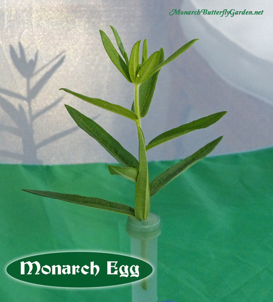 Use Milkweed Cuttings to keep milkweed fresh while waiting for monarch eggs to hatch. In fact, when you collect monarch eggs on cuttings, you can raise the caterpillar on the one small cutting for over a week!