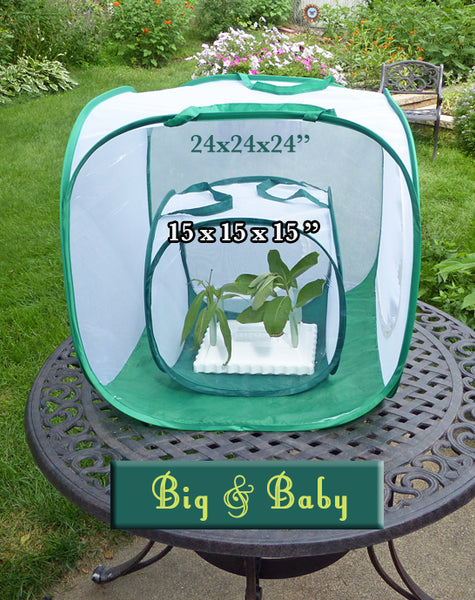 Big Cube and Baby Cube Butterfly Cage Comparison- Which size fits your needs for raising monarchs through the butterfly life cycle?