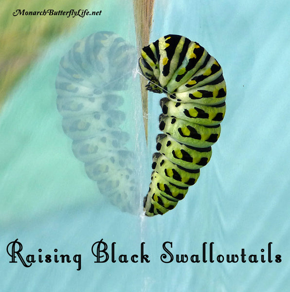 Black swallowtail caterpillars spin a silk girdle which allows them to lay back to form their chrysalis. See more of their amazing butterfly life cycle... 