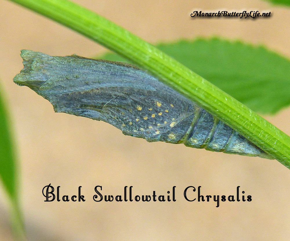 Peu avant l'émergence d'une chrysalide noire de machaon, vous pourrez voir le papillon noir et ses marques jaunes contrastantes à l'intérieur. Il s'agit de la même chrysalide verte photographiée ci-dessus....