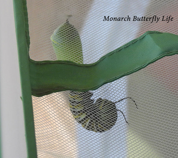 raising monarchs tip- lay green cage handles across cage roof for sage chrysalis spot