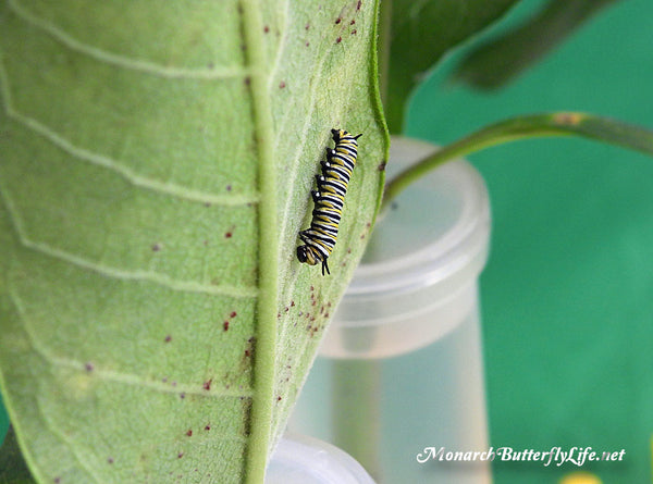 A Monarch Caterpillar is about to molt with protruding face cap