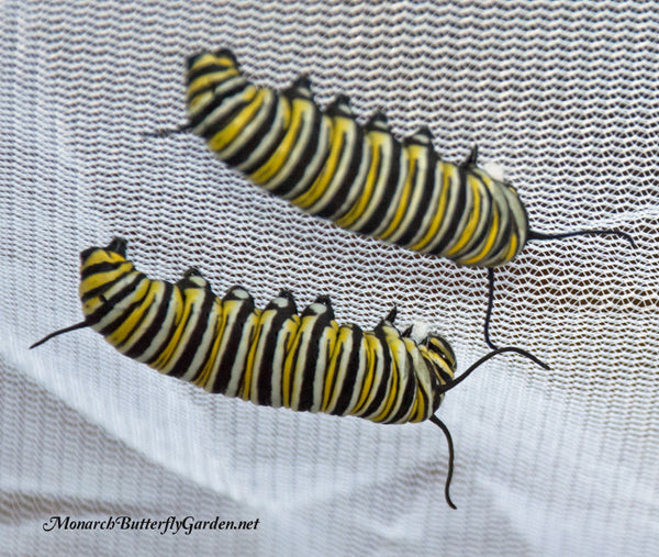 Two Monarch Caterpillars Spinning silk buttons to hang their chrysalis