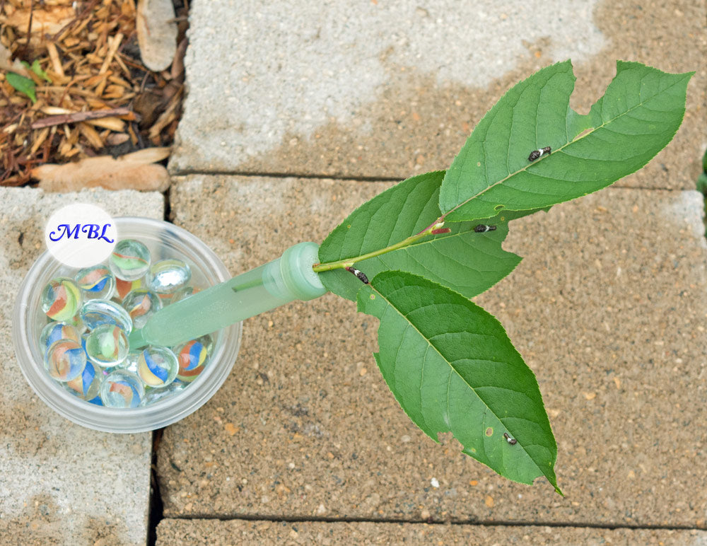 Floral tubes keep wafer thin chokecherry leaves fresh for days when raising eastern tiger swallowtail caterpillars.