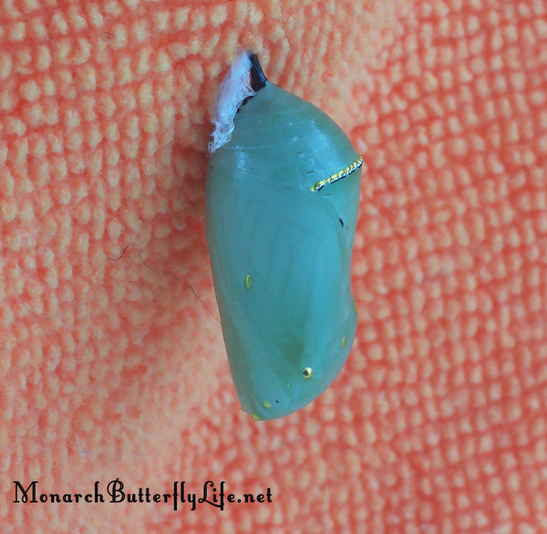 the black cremaster of a monarch chrysalis can be easily attached to a microfiber cloth...an easy way to rehang a chrysalis