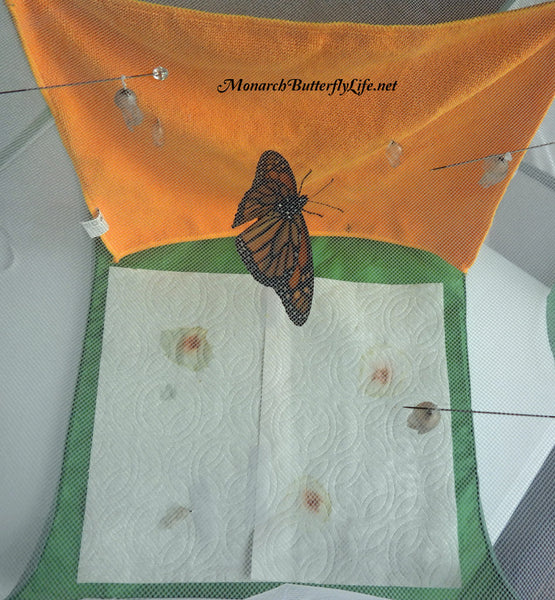 6 Monarch Chrysalides Rehung- Raise The Migration Results
