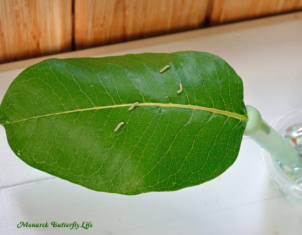 Single Common Milkweed Leaves will stay fresh for days if you keep them in floral tubes. This is a simple way to start raising baby monarch caterpillars. Find Raising Resources here...