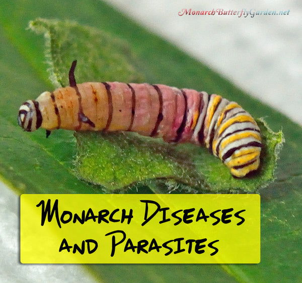 12 Common Monarch Diseases, Parasites, and Caterpillar Killers + How to Prevent them