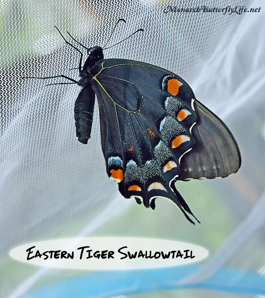 Raising Swallowtails through the butterfly life cycle- it's believed that some eastern tiger swallowtails are created in dark form to mimic the poisonous pipevine swallowtail butterfly. 