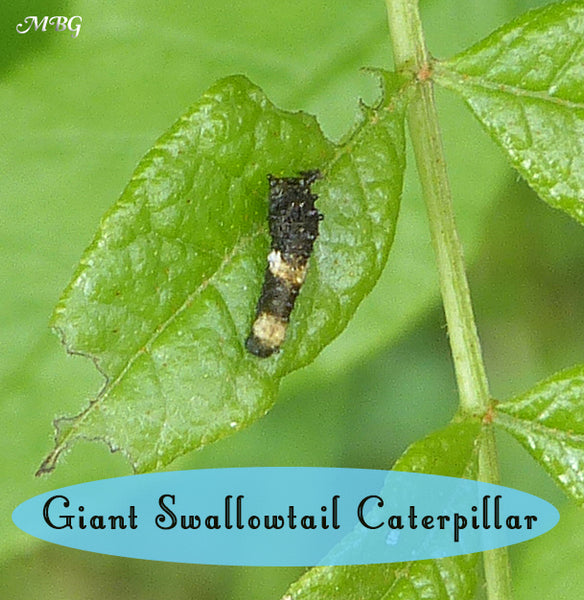A Dark Giant Swallowtail Caterpillar enjoys host plant Northern Prickly Ash. Get more info on raising giant swallowtail butterflies through all 4 stages of the butterfly life cycle 